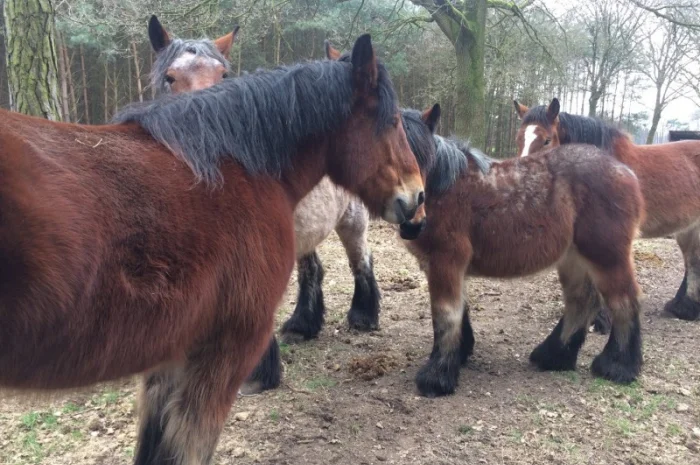 Лошади породы Брабансон на продажу- фото № 8