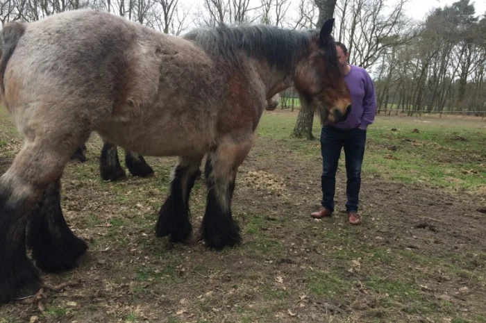 Лошади породы Брабансон- фото № 8