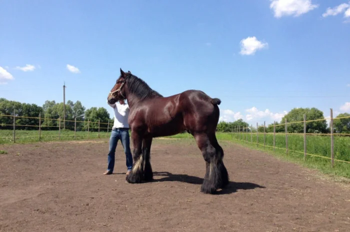 Лошади породы Брабансон- фото № 2