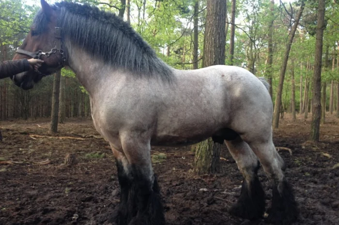 Лошади породы Брабансон- фото № 1