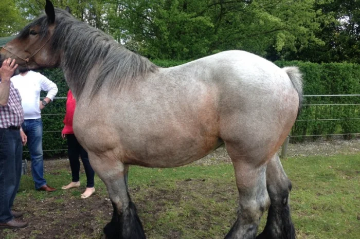 Лошади породы Брабансон- фото № 3