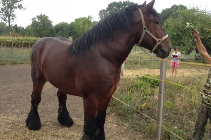 Лошади породы Брабансон- фото № 4