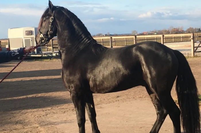 Продам лошадь породы Фриз- фото № 1