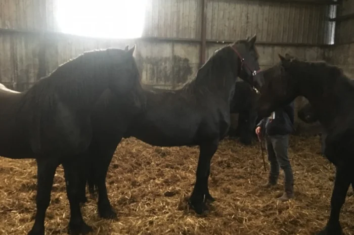 Продам лошадь породы Фриз- фото № 3