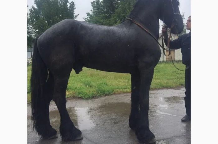 Продам лошадь породы Фриз- фото № 4