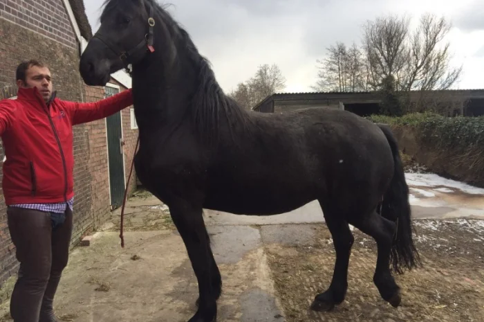 Продам лошадь породы Фриз- фото № 5