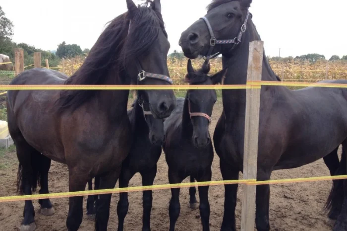 Продам лошадь породы Фриз- фото № 6