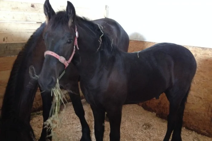 Продам лошадь породы Фриз- фото № 7