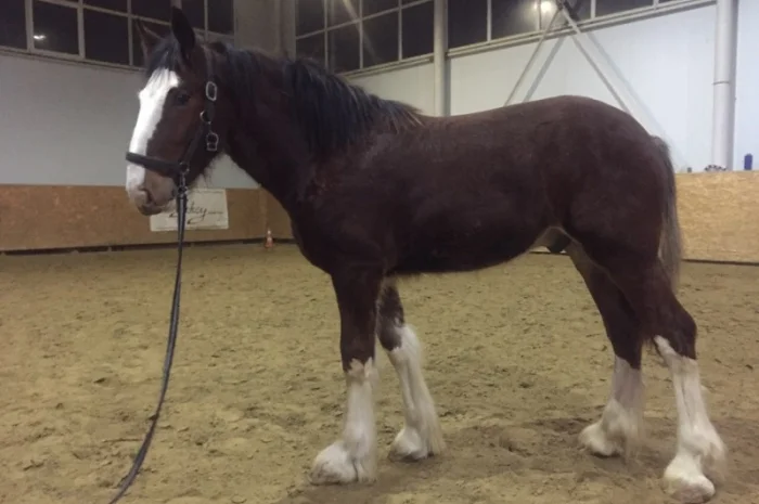 Продам жеребец породы Шайр- фото № 1