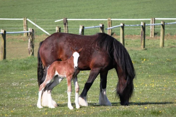 Продам жеребец породы Шайр- фото № 2