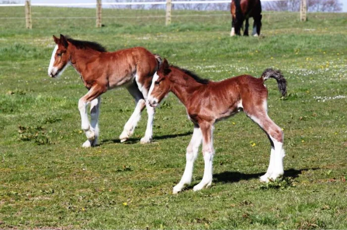 Продам жеребец породы Шайр- фото № 3