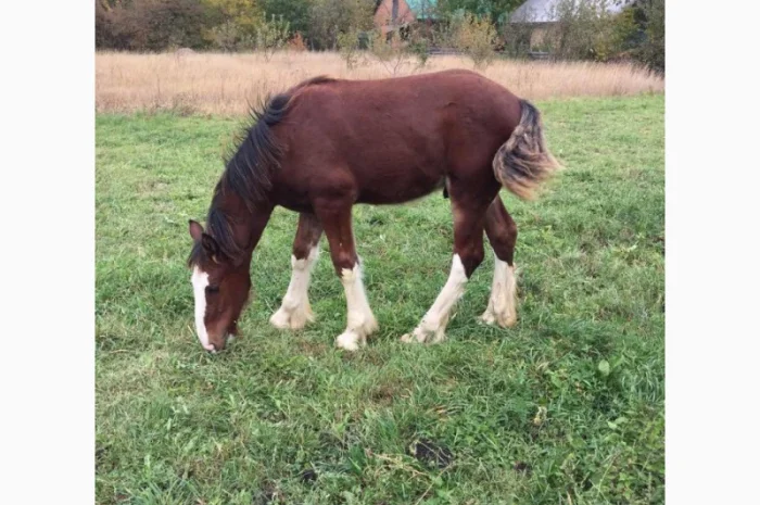 Продам жеребец породы Шайр- фото № 4