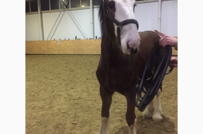 Продам жеребец породы Шайр- фото № 5