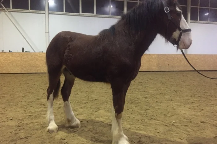 Продам жеребец породы Шайр- фото № 6