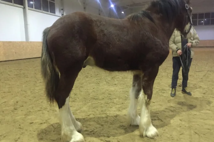 Продам жеребец породы Шайр- фото № 7