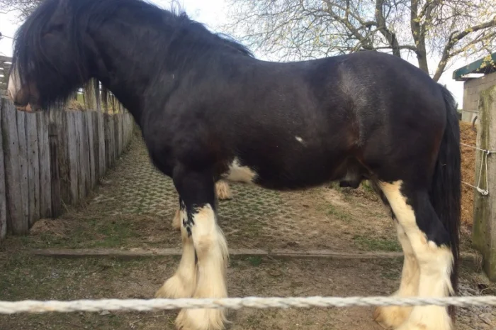 Лошади породы шайр- фото № 1