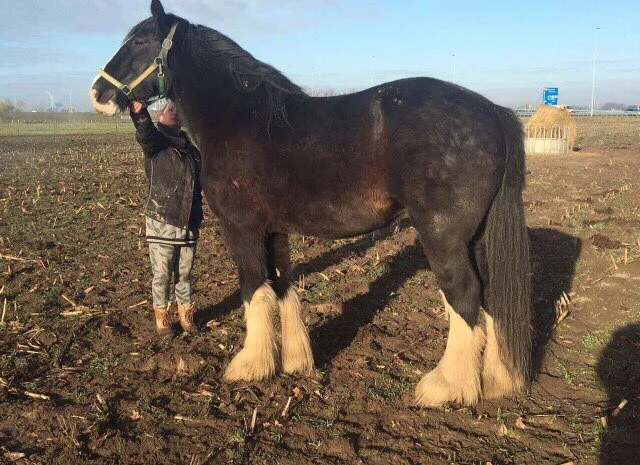 Продаются лошади породы шайр- фото № 4