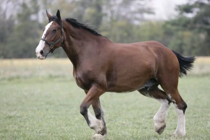 Куплю коней для сільськогосподарьких робіт- фото № 1