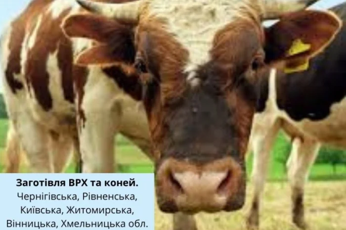 Купуємо у населення ВРХ та коней- фото № 1