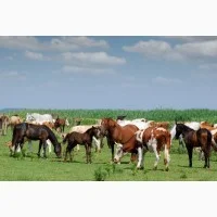 Продаем лошадей живым весом жирных- фото № 1