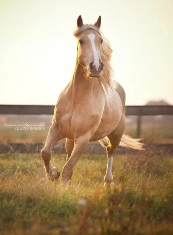 Куплю лошадей живым весом- фото № 1