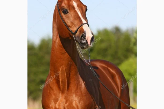 Куплю коней Живым весом дорого- фото № 1