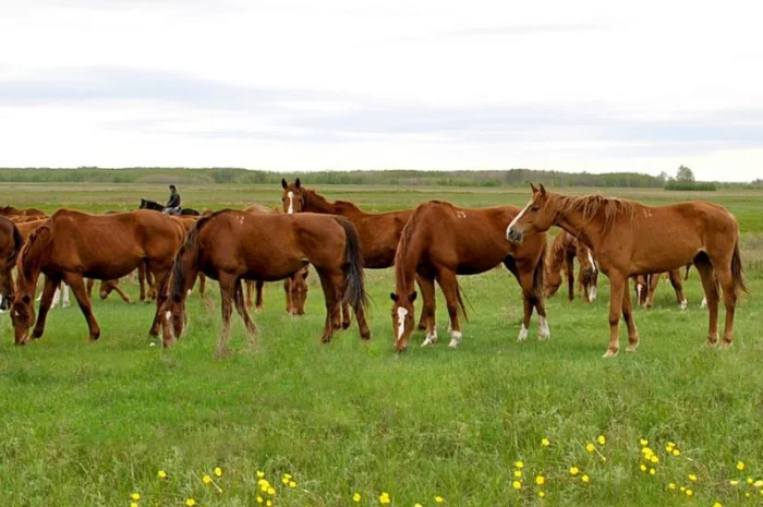 Куплю лошадей на мясо живим весом- фото № 1