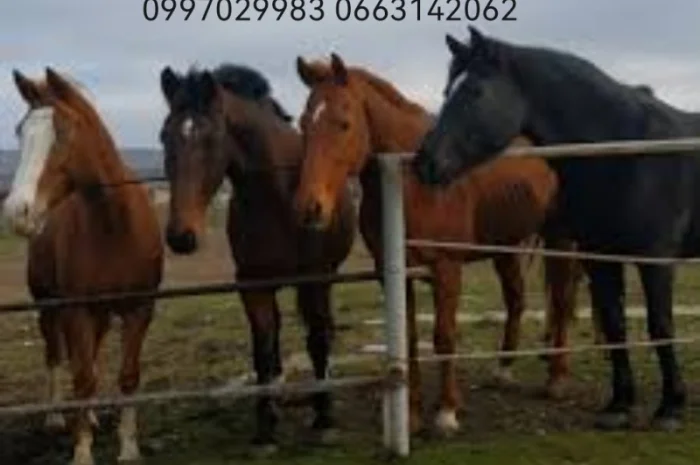 Куплю Коней Лошат- фото № 1