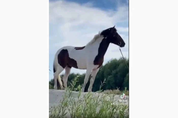 Лощадь для спорта- фото № 2