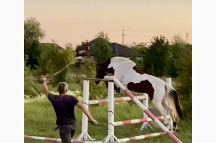 Лощадь для спорта- фото № 3