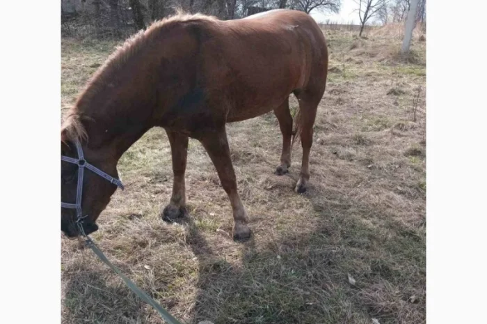 Продам кобилу- фото № 2