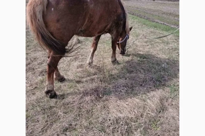 Продам кобилу- фото № 3