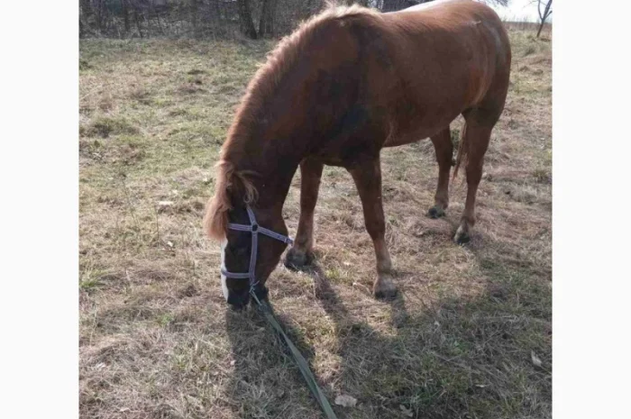 Продам кобилу- фото № 4