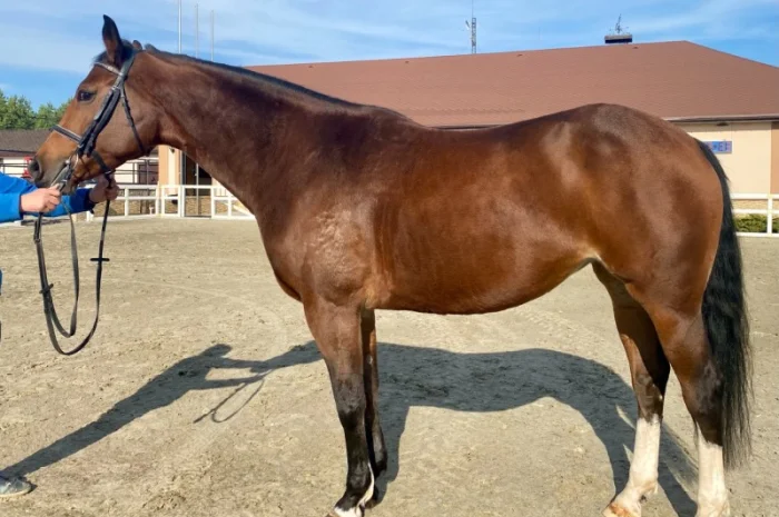 Продается лошадь. Светло-гнедая кобыла, Бельгийская порода- фото № 1