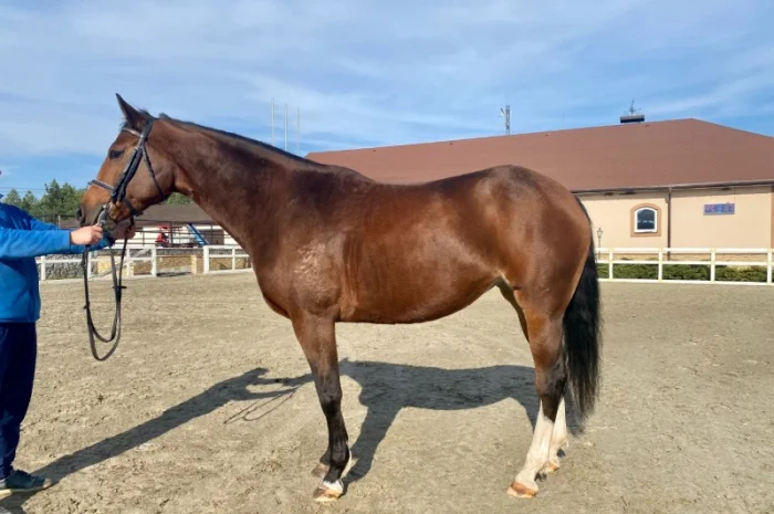 Продается лошадь. Светло-гнедая кобыла, Бельгийская порода- фото № 2