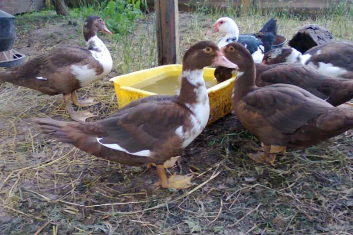 Утки и селезни мускусные- фото № 2