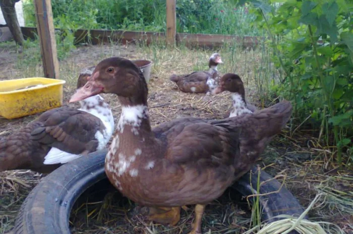 Утки и селезни мускусные- фото № 3