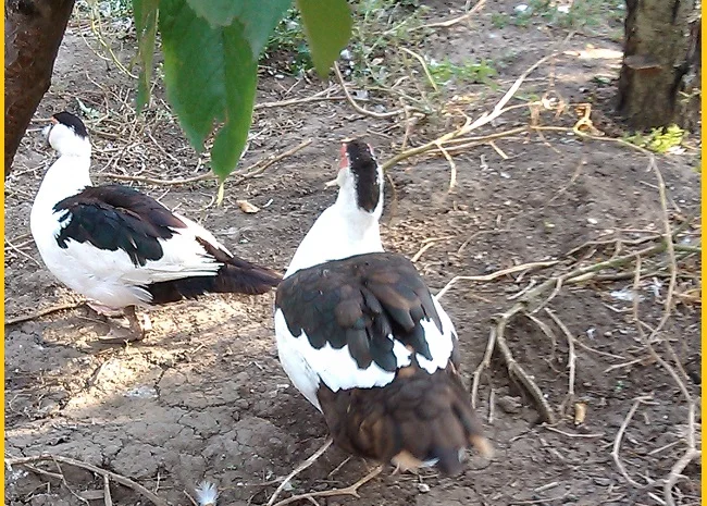 Мускусные утки, индоутка (Голландия, Германия) на племя- фото № 1