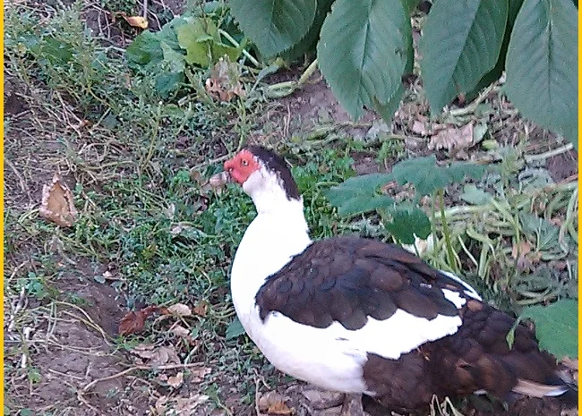 Мускусные утки, индоутка (Голландия, Германия) на племя- фото № 2