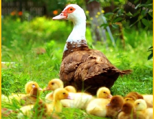 Мускусные утки, индоутка (Голландия, Германия) на племя- фото № 4