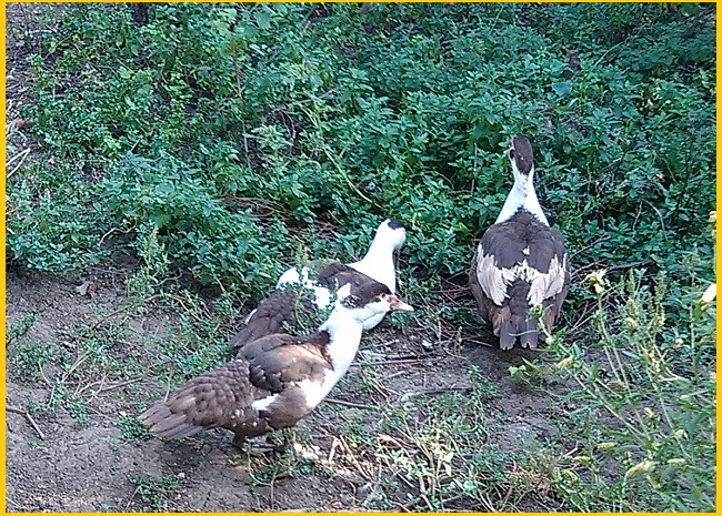 Мускусные утки, индоутка (Голландия, Германия) на племя- фото № 6