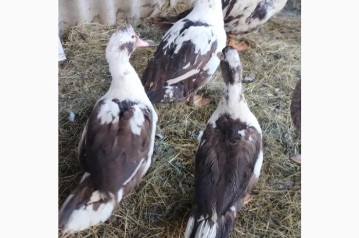 Продам селезня (шипун/) і 2 качки- фото № 1