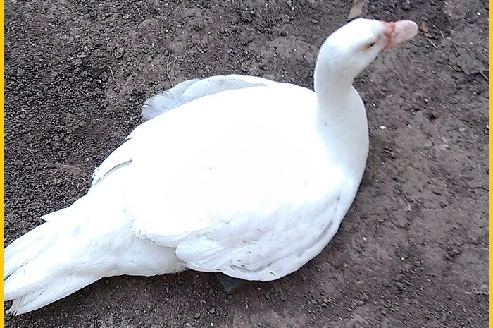 Мускусные племенные утята (индоутка, шипуны)- фото № 2