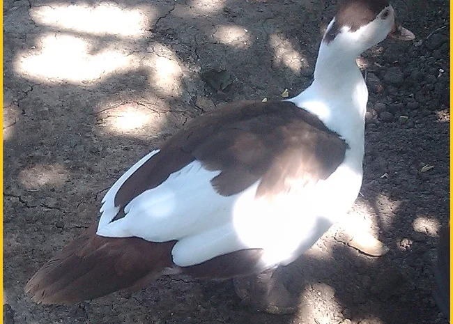 Мускусные племенные утята (индоутка, шипуны)- фото № 5