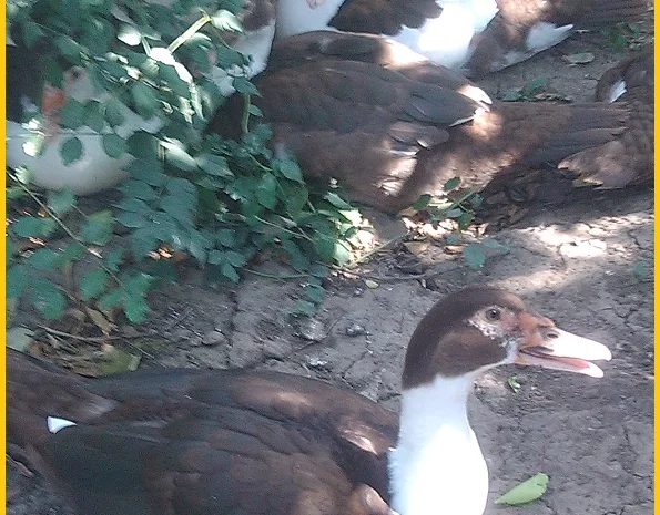 Мускусные племенные утята (индоутка, шипуны)- фото № 6