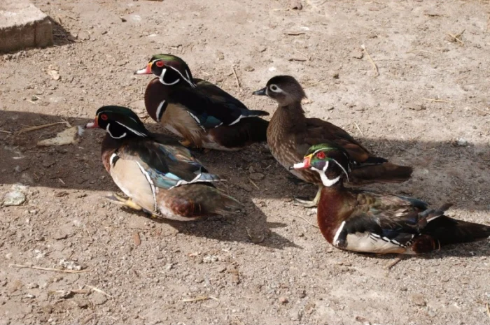 Каролинка белая и бежевая утка для частного разведения- фото № 1