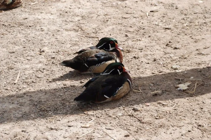 Каролінська качка або Каролінка, Каролінка біла та бежева для приватного розведення- фото № 1