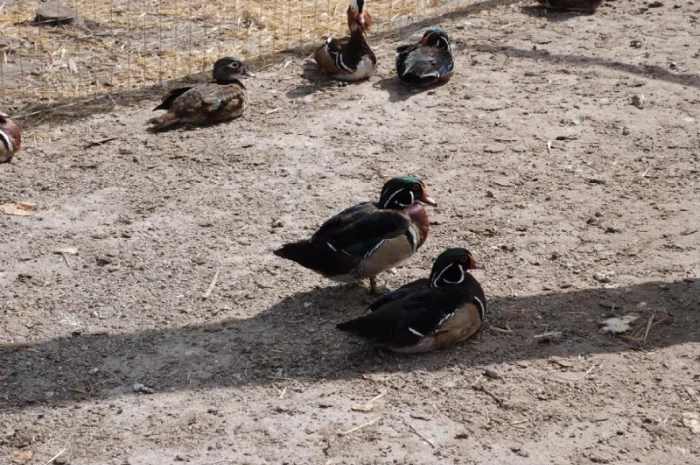 Каролінська качка або Каролінка, Каролінка біла та бежева для приватного розведення- фото № 2