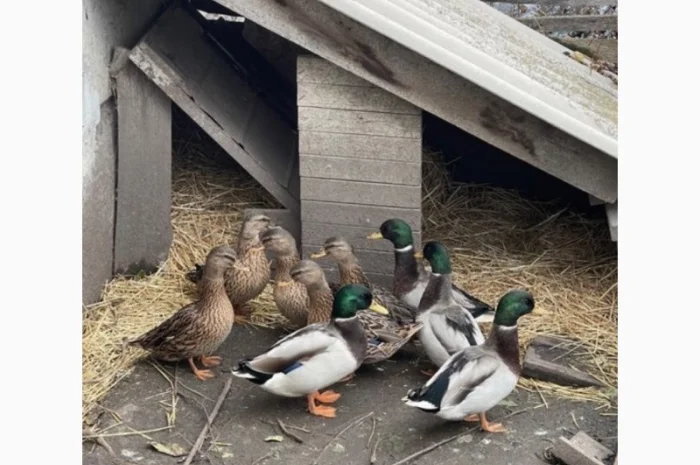 Продам качок диких(підсадних)- фото № 2