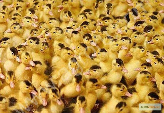 Утка мулард- фото № 1